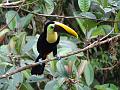 2015-0305_Tucan_Costa_Rica_30C